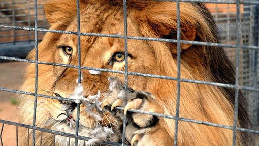 Zoologiske haver forbudt i Costa Rica