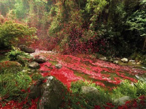 Flod af blomster