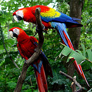En jul i Costa Rica