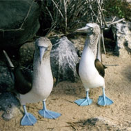 galapagos
