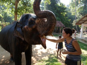 Ophold med elefanter i Sri Lanka med Fiona