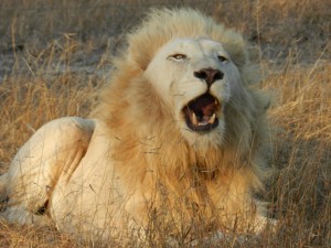GlobAlong frivilligt arbejde Sydafrika GlobAlong