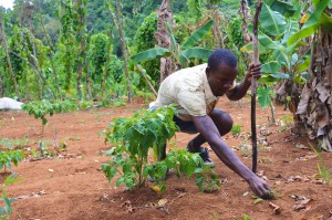 Internationalt frivilligt arbejde i Jamaica - VITA