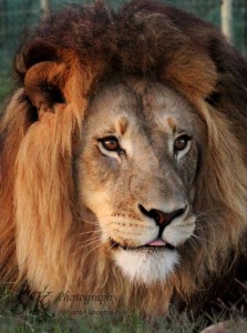 Photographier des animaux sauvages en Afrique du Sud - GlobAlong