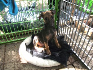 Lille hund i Sydafrika på internatet - GlobAlong