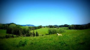 frivilligt arbejde i new zealand - får - globalong