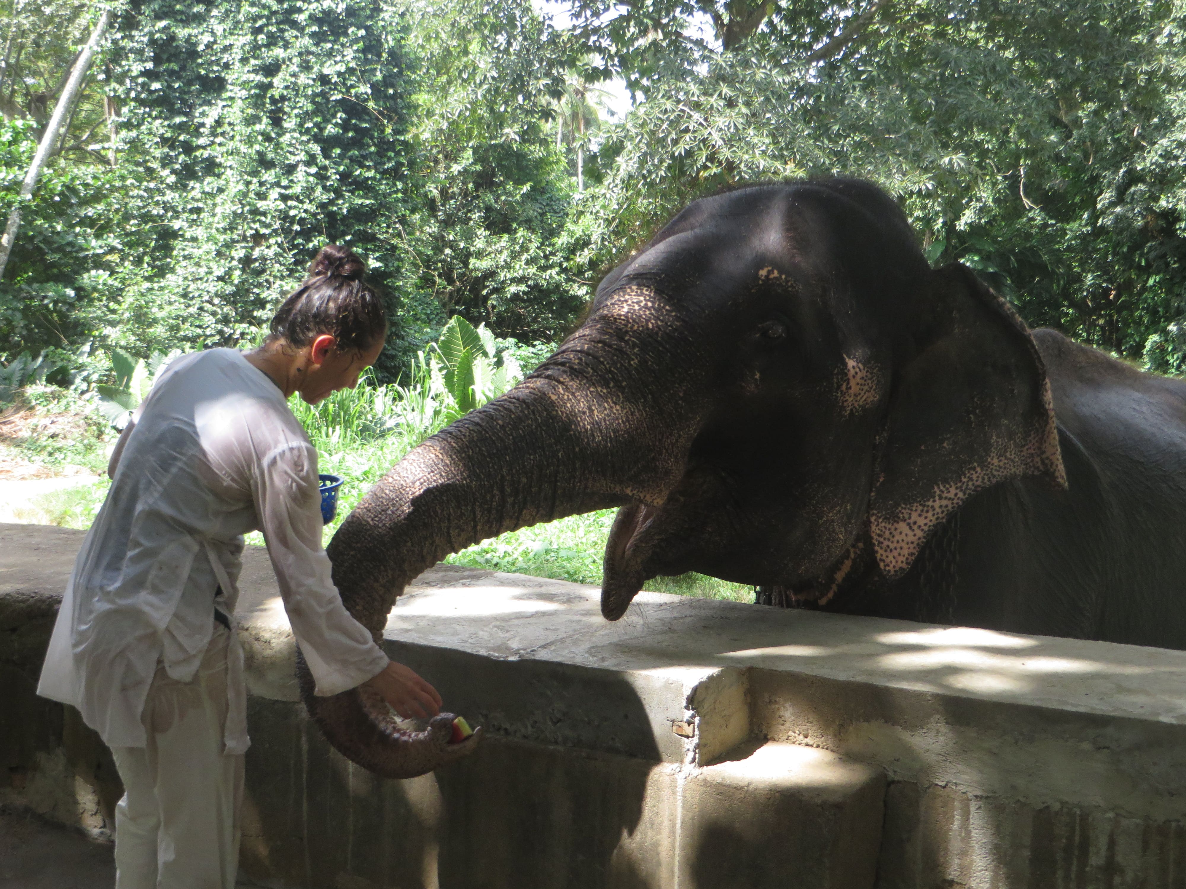 Veterinærcenter for elefanter i Thailand: et unikt praktikforløb for veterinærstuderende