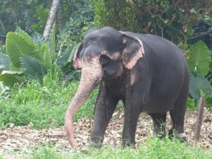 Forløb på Sri Lanka