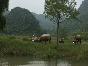 humanitært forløb i Vietnam