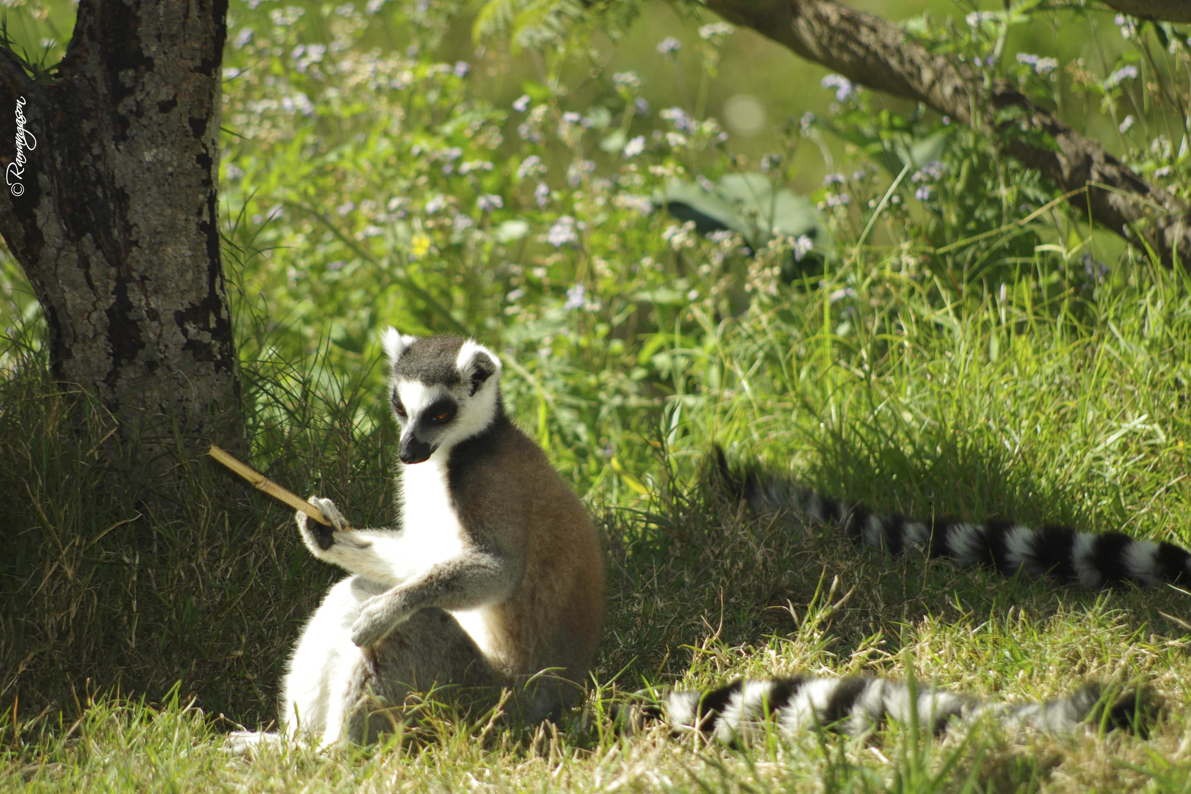 Madagaskar: Landmænd engagerer sig for at beskytte skoven!