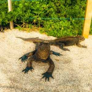 Fokus på Galápagos