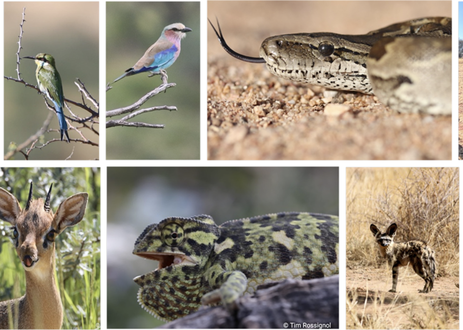 Observation af rehabiliteret dyreliv i et naturreservat: oplev naturbevarelse helt tæt på dyrene