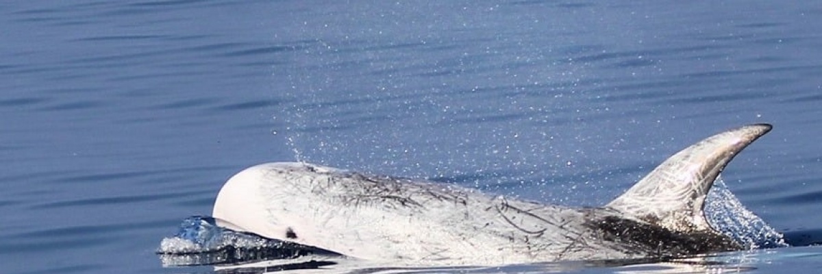 Praktikophold på en båd i Middelhavet