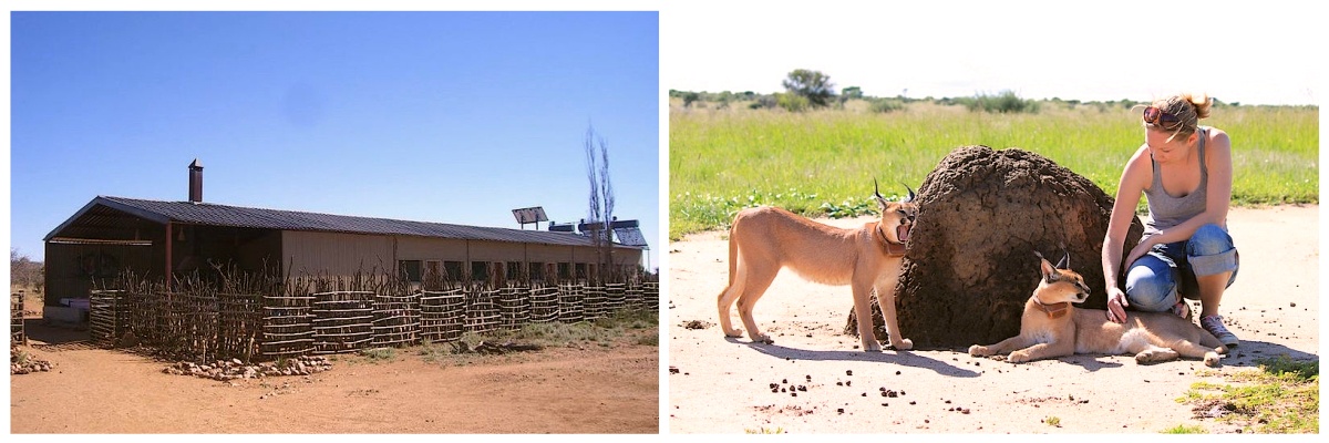 Arbejd i et vildtreservat i Namibia