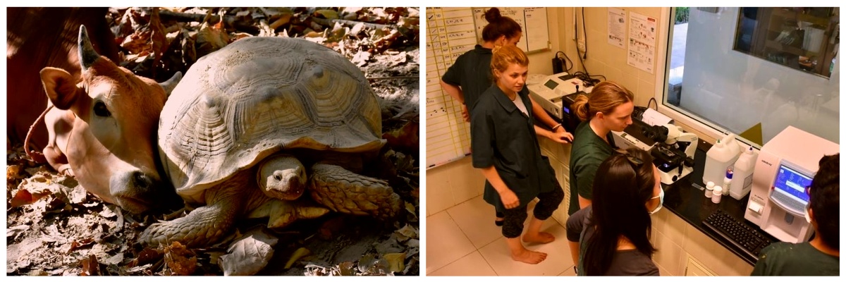 Praktikophold for veterinærstuderende i udlandet