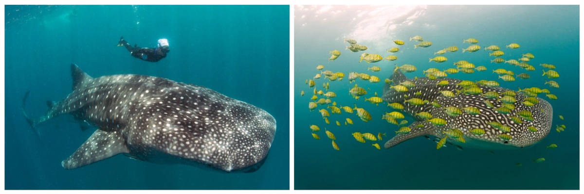 Marinbiologisk praktikophold