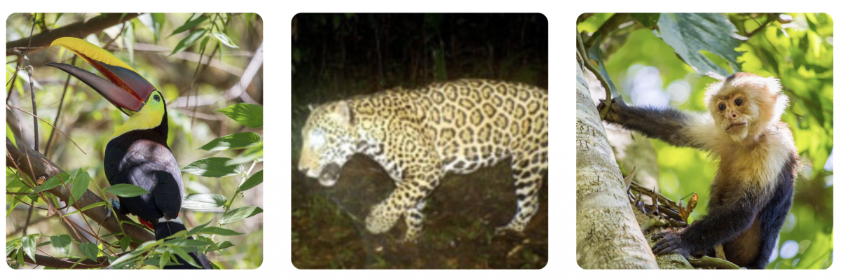 Jaguar, der hviler i den frodige vegetation i Costa Ricas regnskov