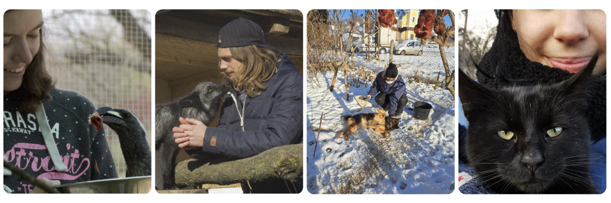 Veterinærpraktik i udlandet