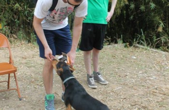 veterinærpraktik for studerende