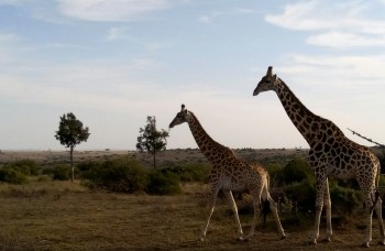 Sprogophold i Sydafrika