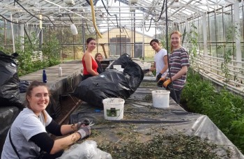 frivilligt arbejde i Island