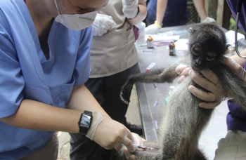 Studiepraktik for veterinærstuderende i Guatemala