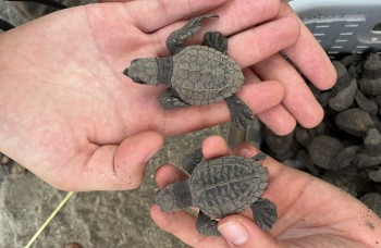 Skildpaddebeskyttelse i Nicaragua