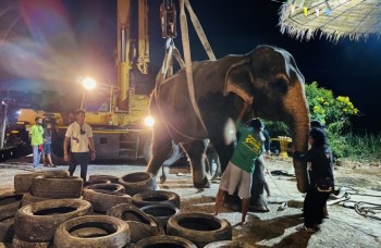 Elefant får dyrlægebehandling på Veterinærcentret i Thailand