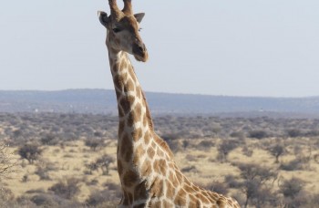 dyrebeskyttelse i Namibia
