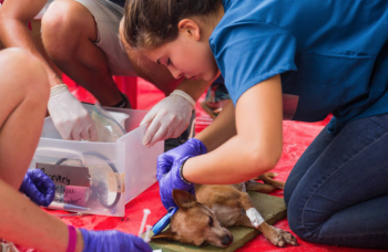 Veterinærpraktik i udlandet