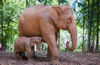 frivilligt-arbejde-elefanter-thailand-elefantreservat-chiang-mai.jpg