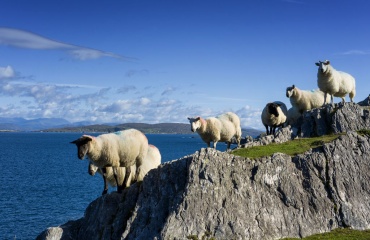 Praktikophold i Irland