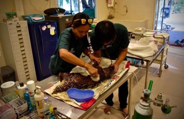 Praktikophold for veterinærstuderende i Thailand
