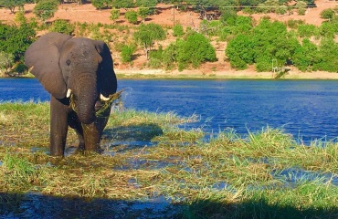 Elefant i Sydafrika