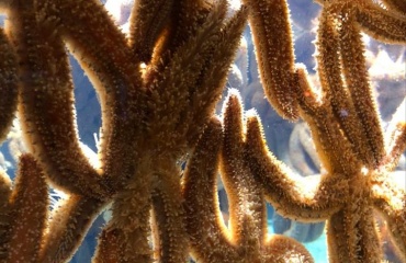Studér marinbiologi på praktikophold i Sydafrika