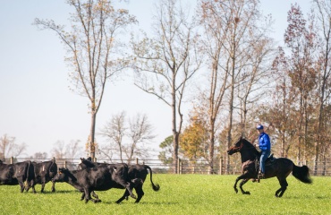 Frivilligt arbejde på en amerikansk ranch