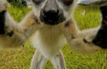 Beskyttelse af lemurer på øen Madagaskar