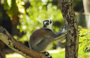 Dyre- og naturforløb på Madagaskar