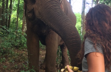 Elefanter i Cambodja