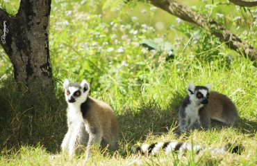 Studiepraktik i Madagascar