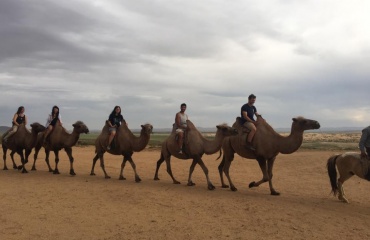 Kamelridning i Mongoliet