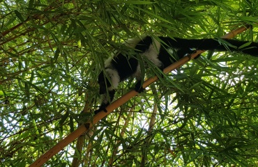 Dyre- og naturforløb på Madagaskar
