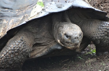 Beskyt Galápagos