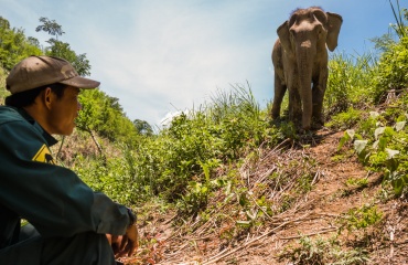 Elefantbeskyttelse i Laos