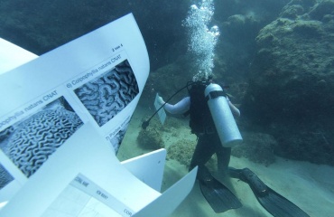 Studiepraktik inden for marin biodiversitet