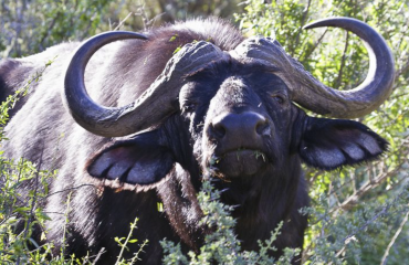 frivilligt-arbejde-naturreservat-afrika