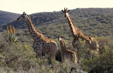beskyttelse og bevaring af afrikansk natur
