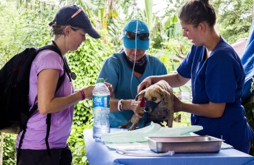 Veterinærforløb i udlandet