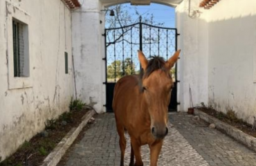 Studiepraktik i en måned i Portugal
