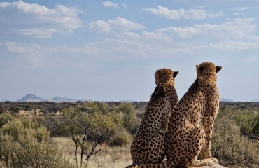 studiepraktik i et naturreservat i Afrika
